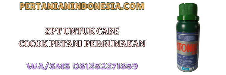 zpt,cabe,zat pengatur tumbuh,tanaman,tanaman cabe